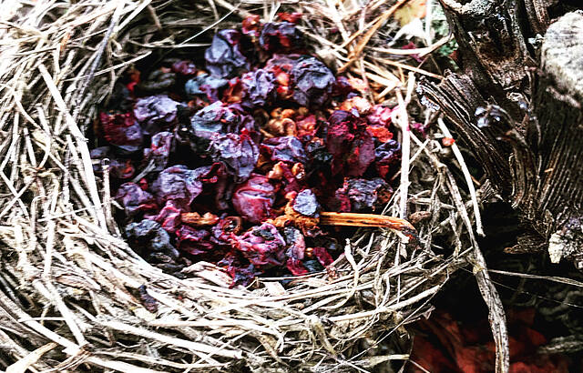 Prall gefülltes Vogelnest 