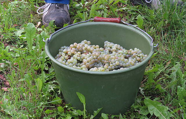 Das wird mein Riesling!