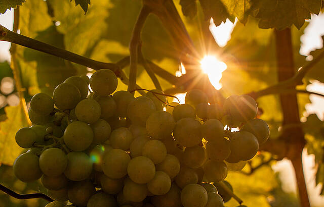Sonnenaufgang im Weinberg