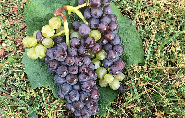 Faszination Grauburgunder II