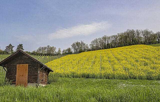 Gute Nachbarn - Wein und Raps