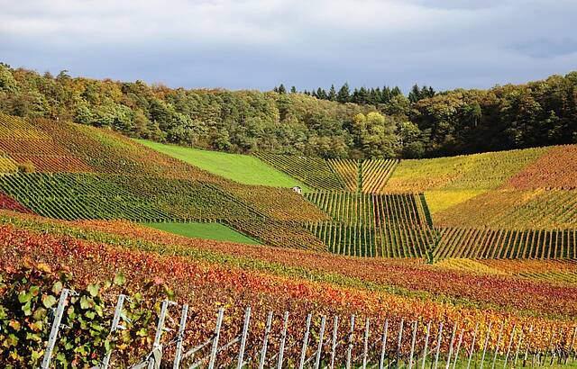 Bei Neipperg Herbst 2017