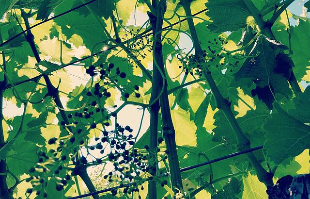 "Drei Farben: Grün"