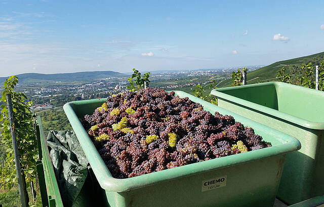Ruländerlese im Remstal