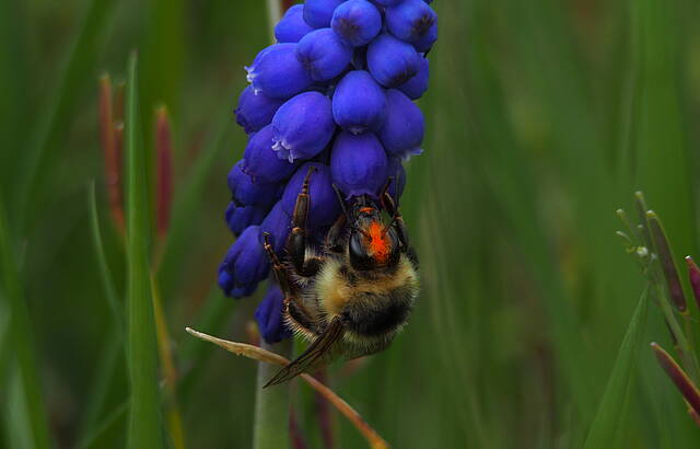 Hummel bestäubt noch die anderen Trauben