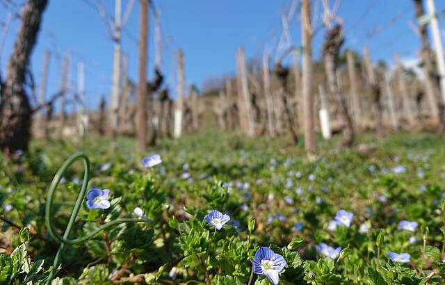 Ehrenpreis im Wengert