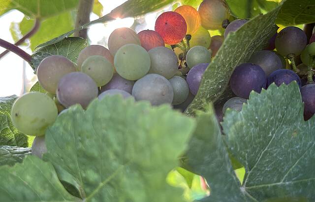 Sonnenstrahlen im Farbwechsel