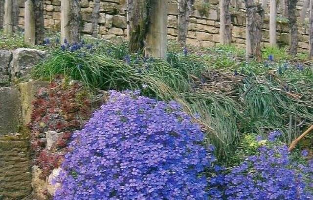 Weinberg im März-April