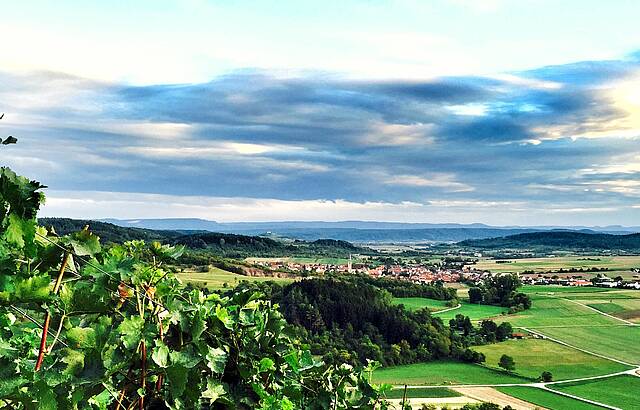 Weinberg Breitenholz 2