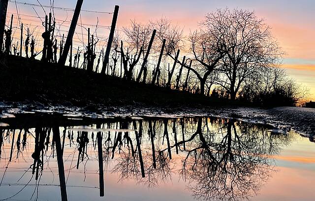 In der Pfütze spiegelt sich - der Weinberg in dem Abendlicht