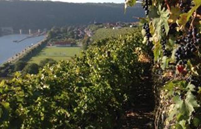 Weinberg bei Hessigheim