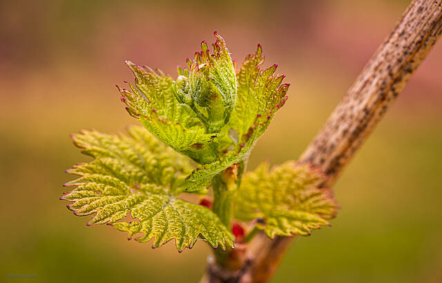 Die Weinrebe treibt aus ... im Weingebiet Bretzfeld-Adolzfurt