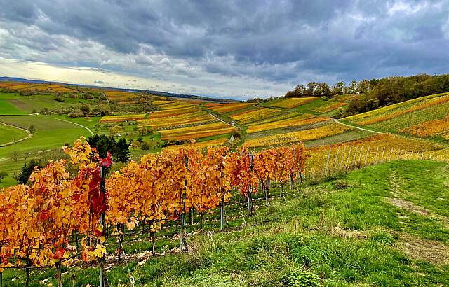 Herbsttag im Weinberg 