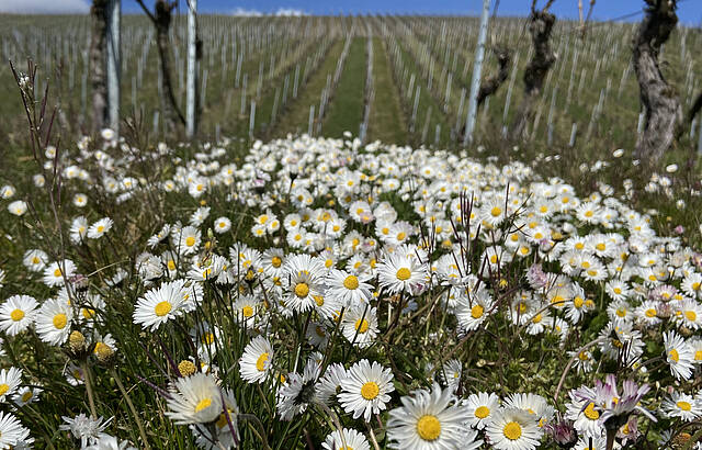 Frühling im Weinberg
