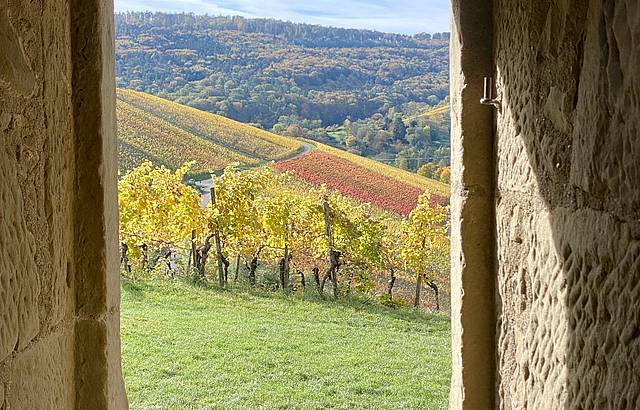 Farbe im Weinberg