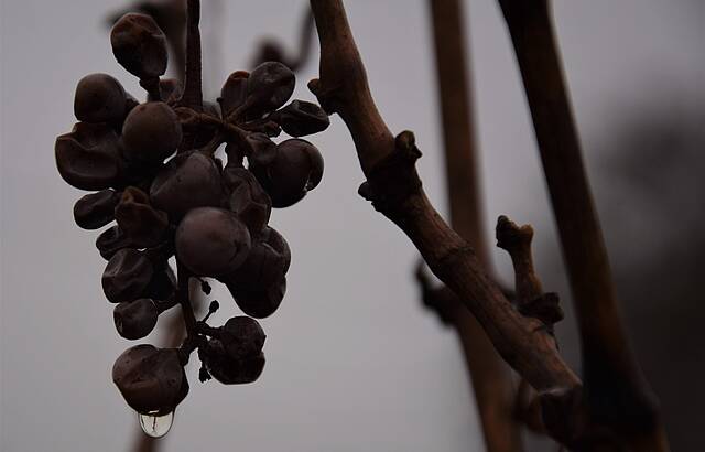 nasskalter Dezembertag im Weinberg