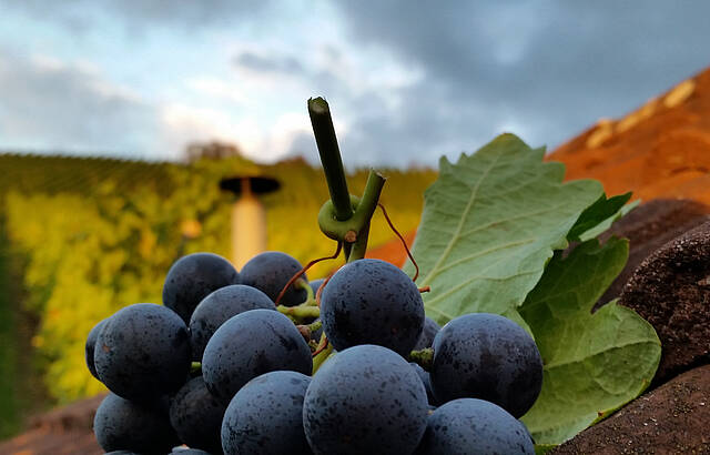 Grunbacher Trollinger