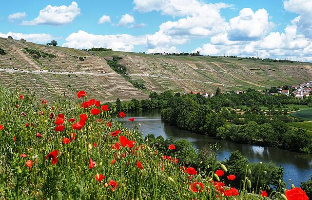 Vom Felsengartenweg (Hesigheim) fotografiert 