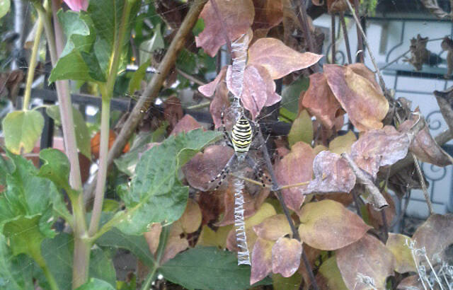Wespenspinne am Rande der Weingärten