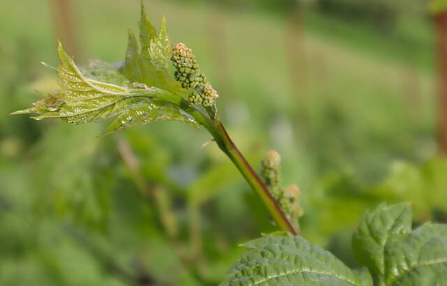Gescheine Maréchal Foch
