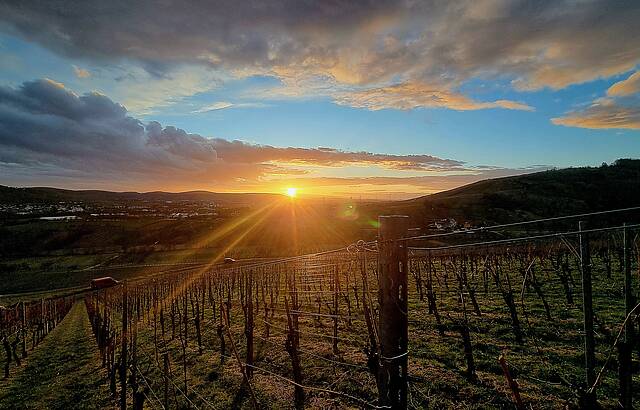 Sonnenuntergang beim Rebschnitt