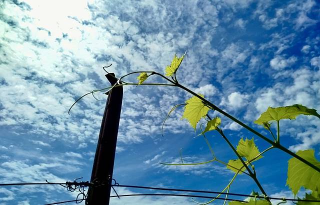 „Die Rebe strebt dem Himmel entgegen“