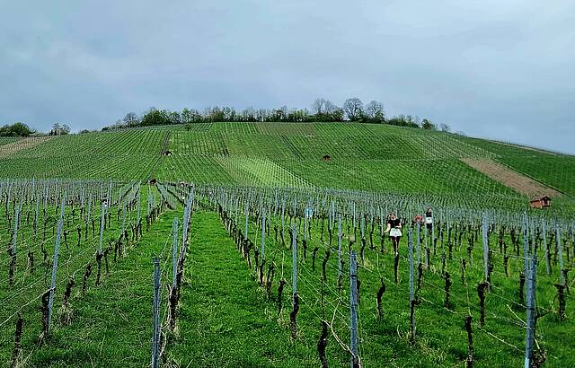 Verwirrung im Wengert