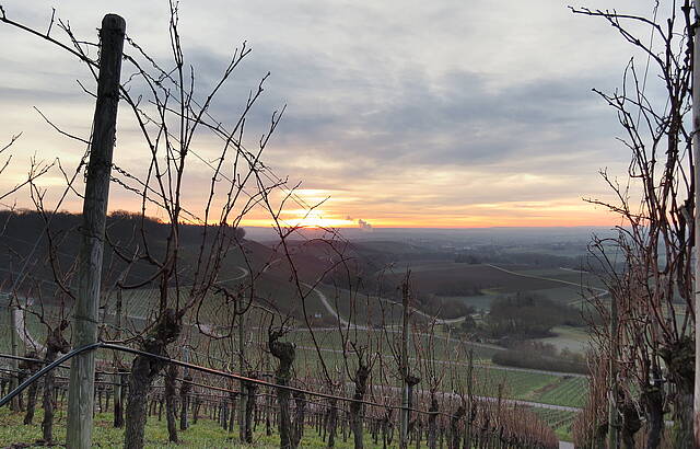 Sonnenaufgang im Wengert