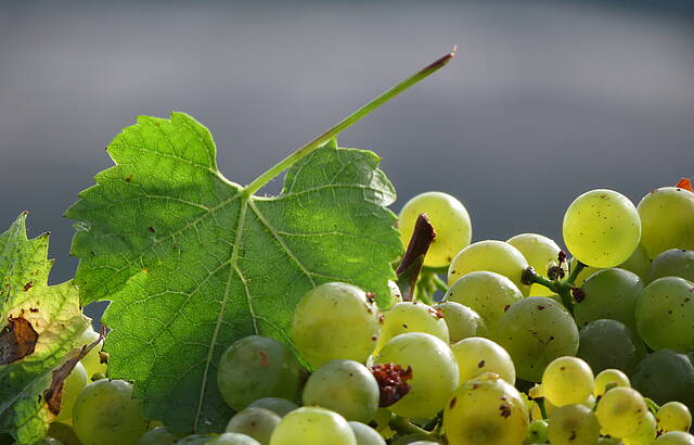 fotogene Trauben