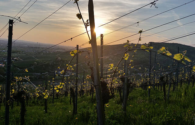 Lembergeraustrieb im Remstal