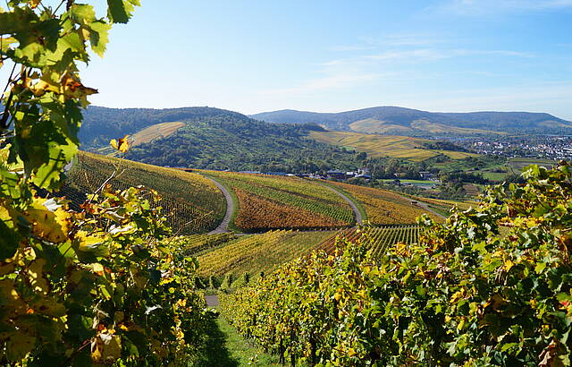 Herbstzauber in den Weinbergen im Ländle