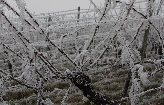 Weinberge im Winterfrost