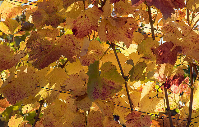 Herbstfarben beim Asperger Berg