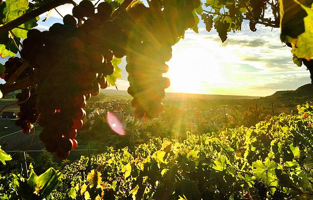 Weinberg Breitenholz 4