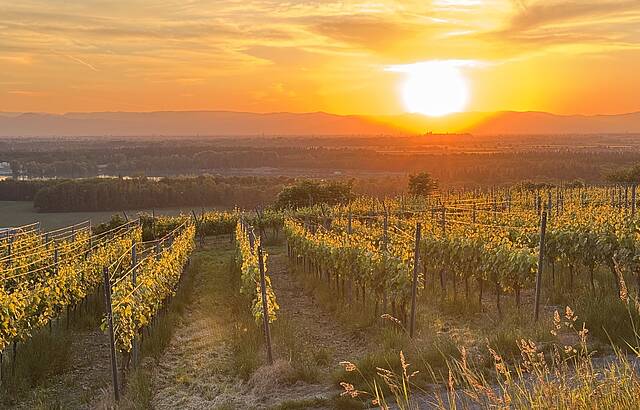 Sonnenuntergang im Weinberg