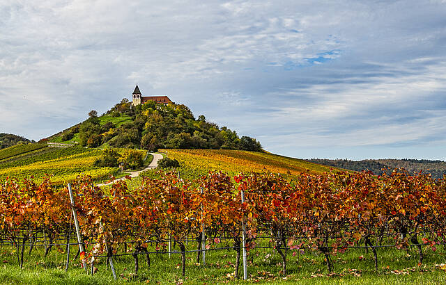 Herbstfarben im Weinberg