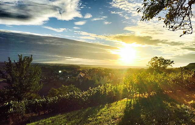 Weinberg Breitenholz 3