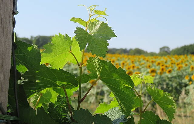 Sommer, Wein und Sonnenblumen