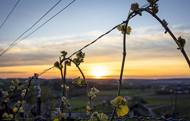 Sonnenuntergang im Weinberg