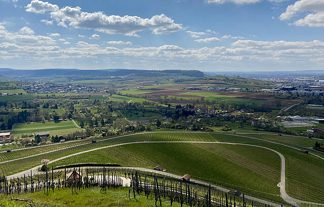 Weinheimat Neckarsulm