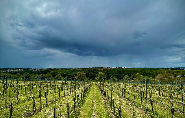 Da kommt Regen für die Reben