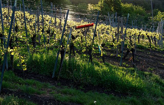 im Weinberg zu Linsenhofen