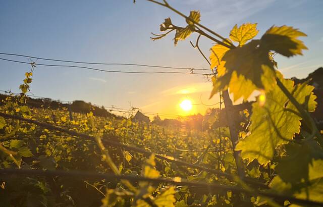 Der goldene Trollinger