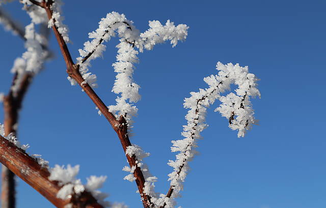 Eiskristalle im Weinberg