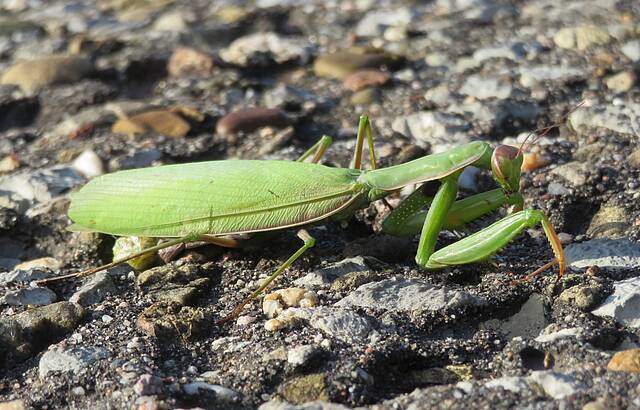 Überraschungsgast im Weinberg