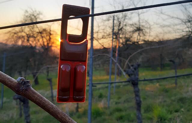 Ökologische Schädlingsbekämpfung unserer Wengerter