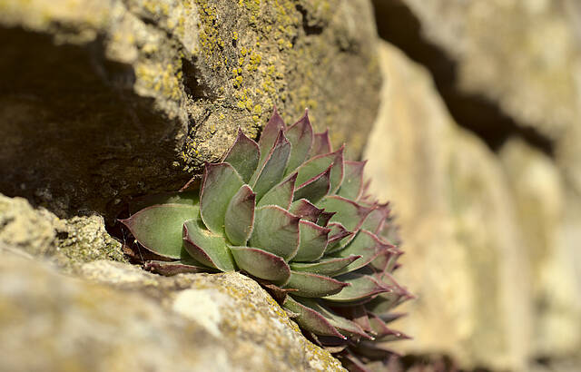 Sukkulenten genießen die ersten warme Tage