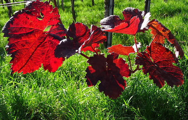 Altweibersommer am Wachtkopf