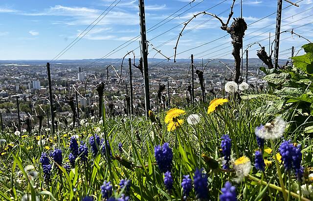Es blüht im Weinberg