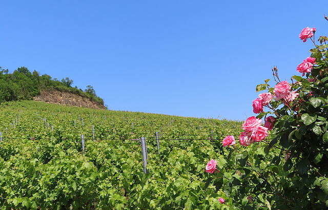 Wein soweit das Auge reicht
